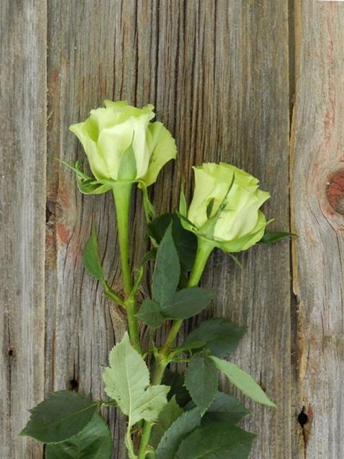 LIMBO  GREEN COLOR ROSES